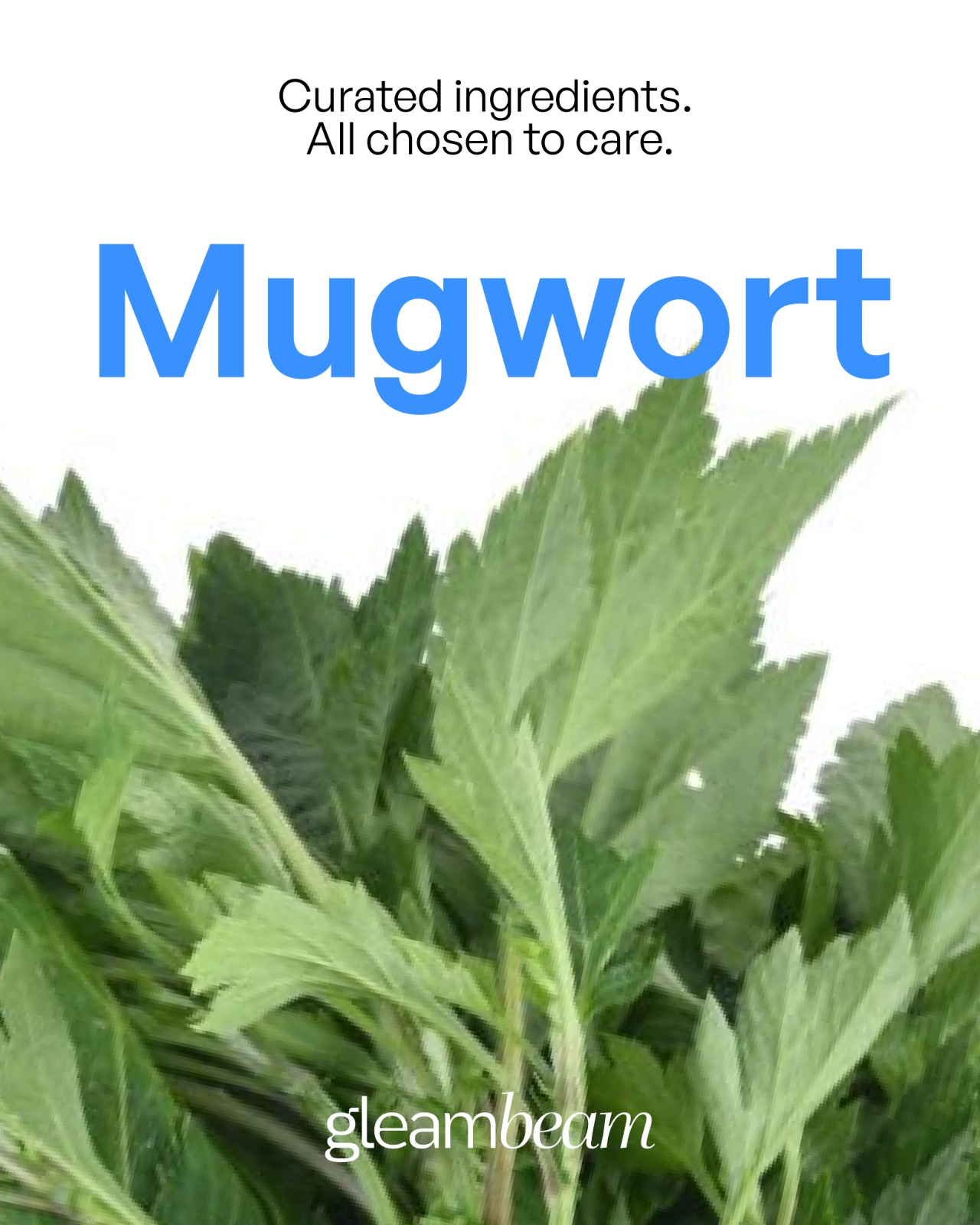 Artemisia Vulgaris Extract (Mugwort)